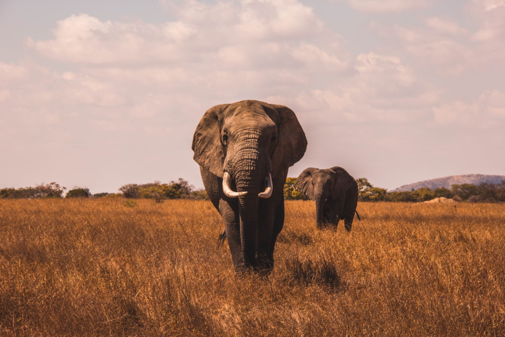 Wildlife Safari in African National Parks: "Elephants in Field - Unforgettable Travel Adventures"